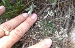 Vista previa de Gymnocalycium andreae