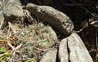 Vista previa de Gymnocalycium andreae