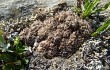 Vista previa de Gymnocalycium andreae