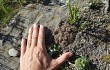 Vista previa de Gymnocalycium andreae