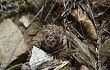 Preview photo Gymnocalycium andreae