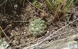 Anteprima di Gymnocalycium andreae