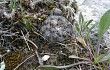 Anteprima di Gymnocalycium andreae