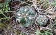 Anteprima di Gymnocalycium andreae