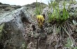 Vista previa de Gymnocalycium andreae