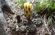 Preview photo Gymnocalycium andreae