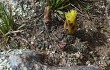 Vista previa de Gymnocalycium andreae