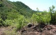 Vista previa de Gymnocalycium bayrianum