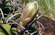 Anteprima di Gymnocalycium bayrianum