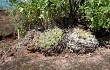 Vista previa de Gymnocalycium bayrianum