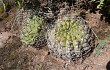 Anteprima di Gymnocalycium bayrianum