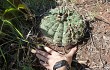 Preview photo Gymnocalycium bayrianum