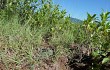 Vista previa de Gymnocalycium bayrianum