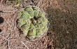 Vista previa de Gymnocalycium bayrianum