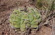 Vista previa de Gymnocalycium bayrianum