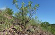 Vista previa de Gymnocalycium bayrianum