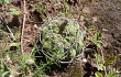 Preview photo Gymnocalycium bayrianum