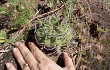 Vista previa de Gymnocalycium bayrianum