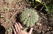 Preview photo Gymnocalycium bayrianum