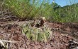 Anteprima di Gymnocalycium bayrianum