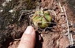 Vista previa de Gymnocalycium bayrianum