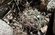 Vista previa de Gymnocalycium borthii