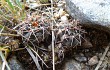 Anteprima di Gymnocalycium borthii