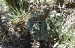 Vista previa de Gymnocalycium borthii