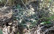 Preview photo Gymnocalycium borthii