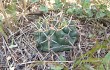 Vista previa de Gymnocalycium borthii