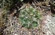 Vista previa de Gymnocalycium borthii