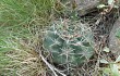 Anteprima di Gymnocalycium borthii