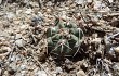 Preview photo Gymnocalycium borthii