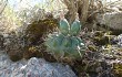 Anteprima di Gymnocalycium borthii