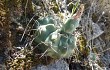 Preview photo Gymnocalycium borthii