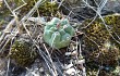 Preview photo Gymnocalycium borthii