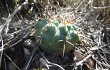 Vista previa de Gymnocalycium borthii