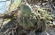 Anteprima di Gymnocalycium borthii