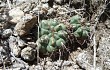 Preview photo Gymnocalycium borthii