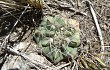 Vista previa de Gymnocalycium borthii