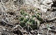 Anteprima di Gymnocalycium borthii