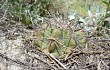 Anteprima di Gymnocalycium borthii