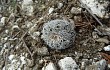 Preview photo Gymnocalycium bruchii