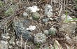 Anteprima di Gymnocalycium bruchii