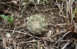 Preview photo Gymnocalycium bruchii