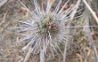 Preview photo Echinopsis santacruzensis