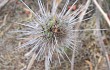 Anteprima di Echinopsis santacruzensis