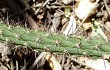 Vista previa de Echinopsis santacruzensis