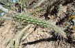 Preview photo Echinopsis santacruzensis