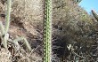 Anteprima di Echinopsis santacruzensis